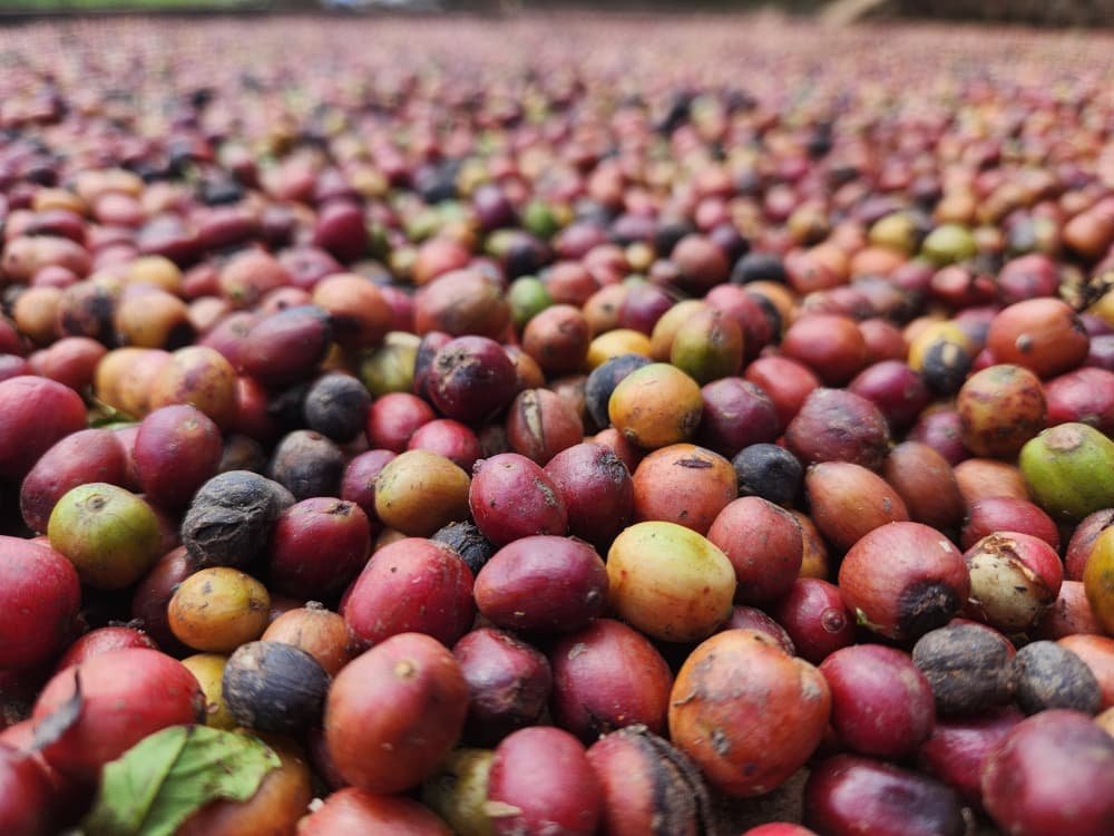 Freshly harvested coffee cherries