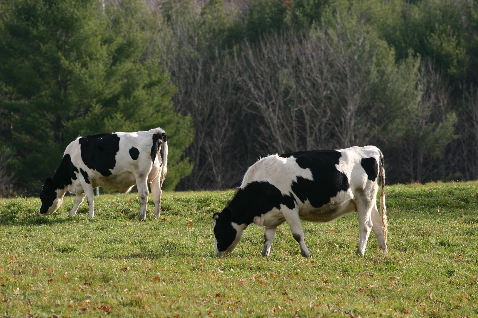 Cattle grazing in a pasture