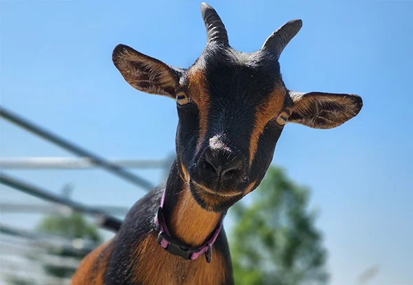 Goat farming